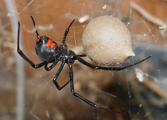 Spider Eggs: Identification & Effective Removal
