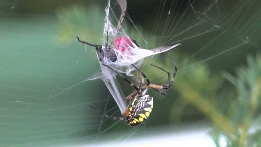 What Do Spiders Eat? Reducing Food Source to Reduce Spider Populations