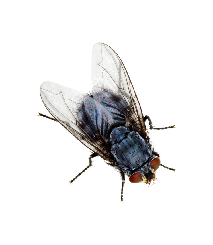 Flying Insect Control Flying Insect Control