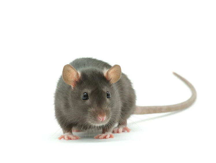 Rodent Control Rodent Control
