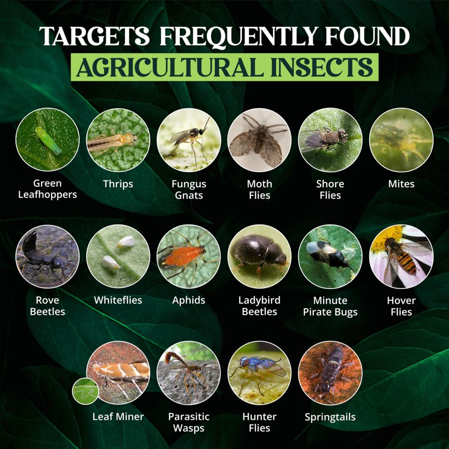 Sticky Insect Traps with Center Hole Sticky Insect Traps with Center Hole