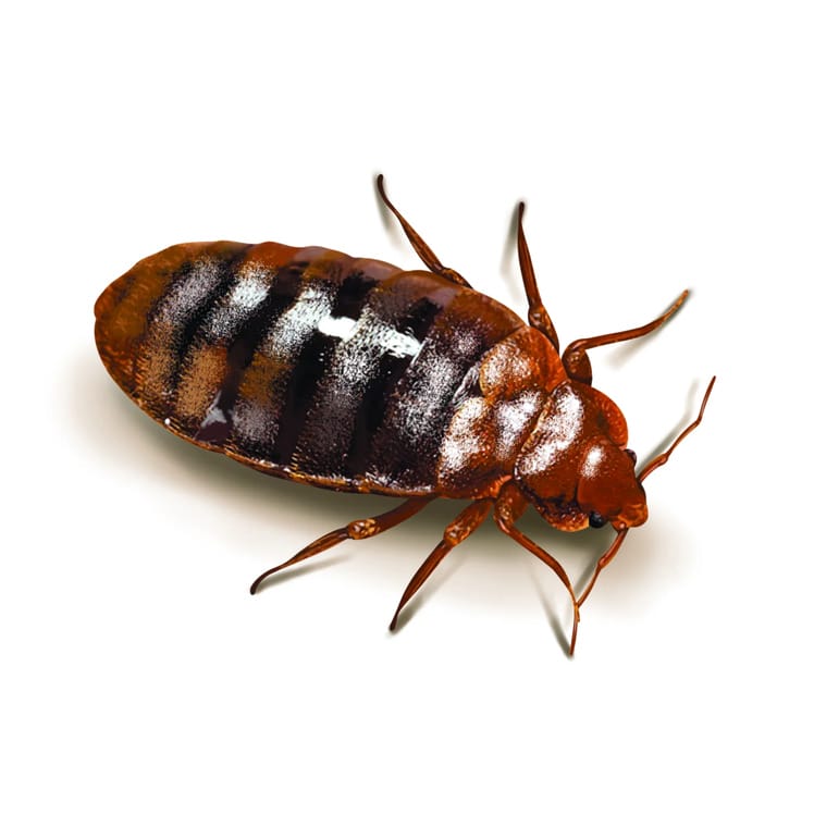 Bed Bug Control Bed Bug Control