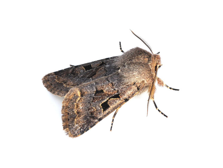 Moth Control Moth Control