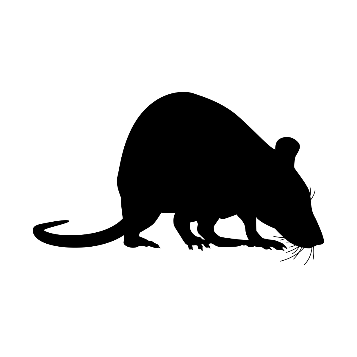 Black Rat Illustration for Pest Management Black Rat Illustration for Pest Management