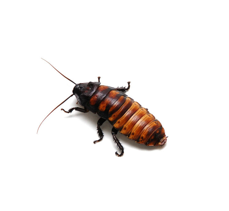 Crawling Insects Control Crawling Insects Control
