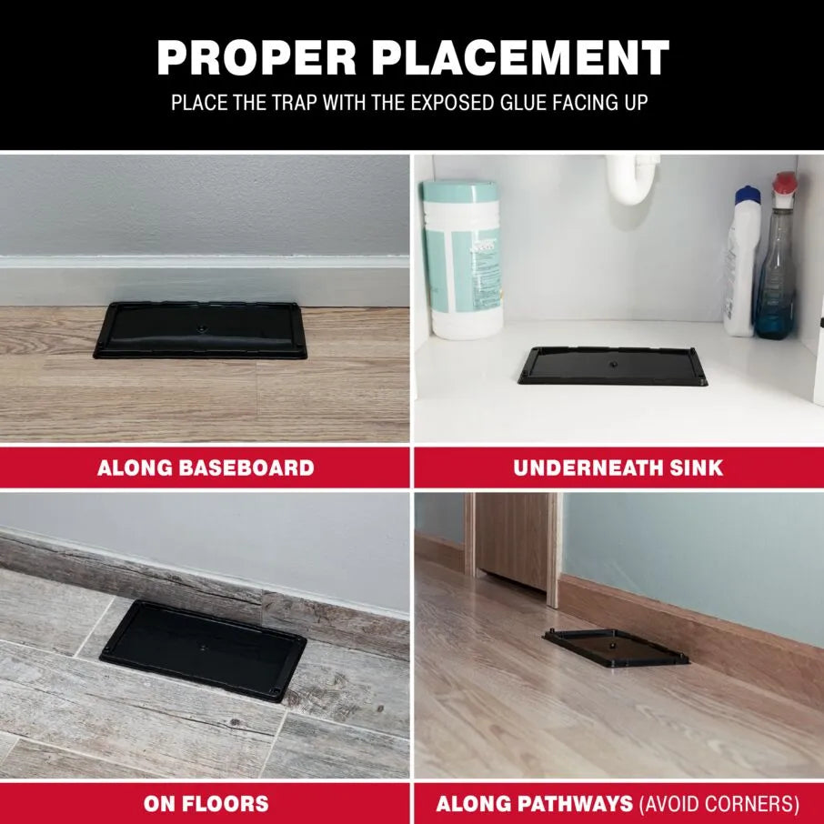 Heavy Duty Rat Mouse Snake Insect Glue Tray Placement Heavy Duty Rat Mouse Snake Insect Glue Tray Placement