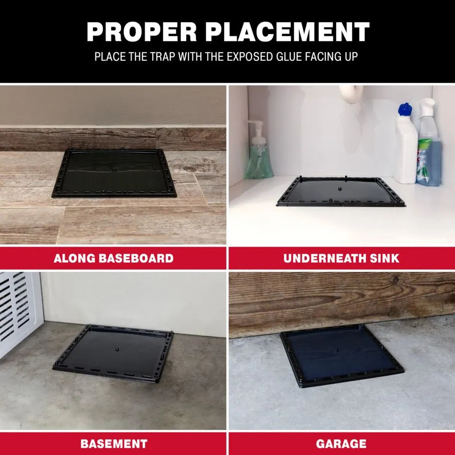 Rat Jumbo Glue Tray Placement Rat Jumbo Glue Tray Placement