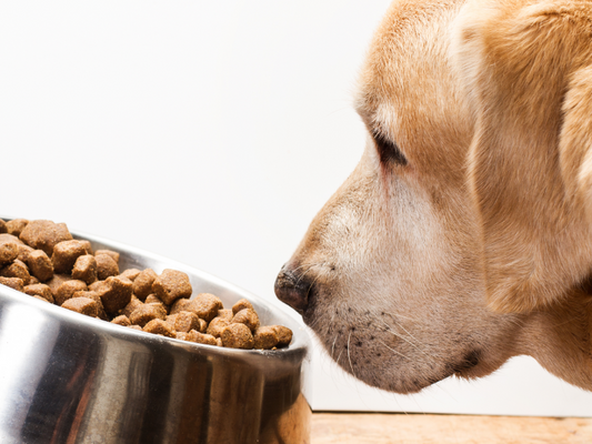 Pet Food and Pests: Your Guide to Safe Pest Control