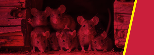 How to Use Glue Traps for Mice in Your Basement