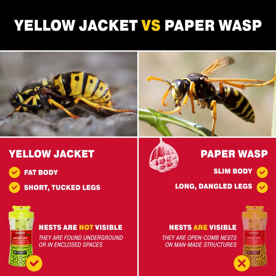 Yellow Jacket Hornet Bee & Wasp Jar Traps